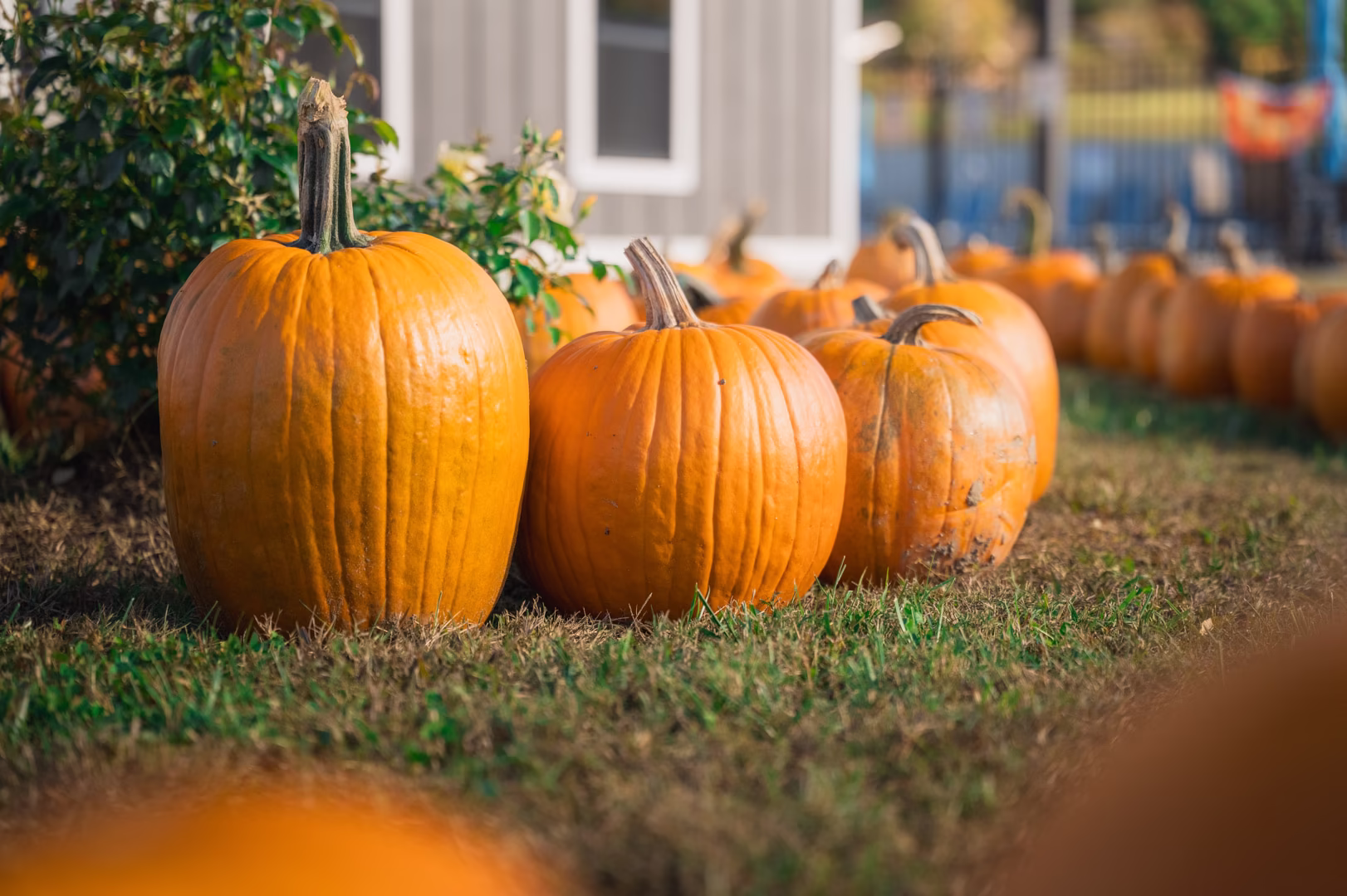 25.12.5 – Estas Colorado-14